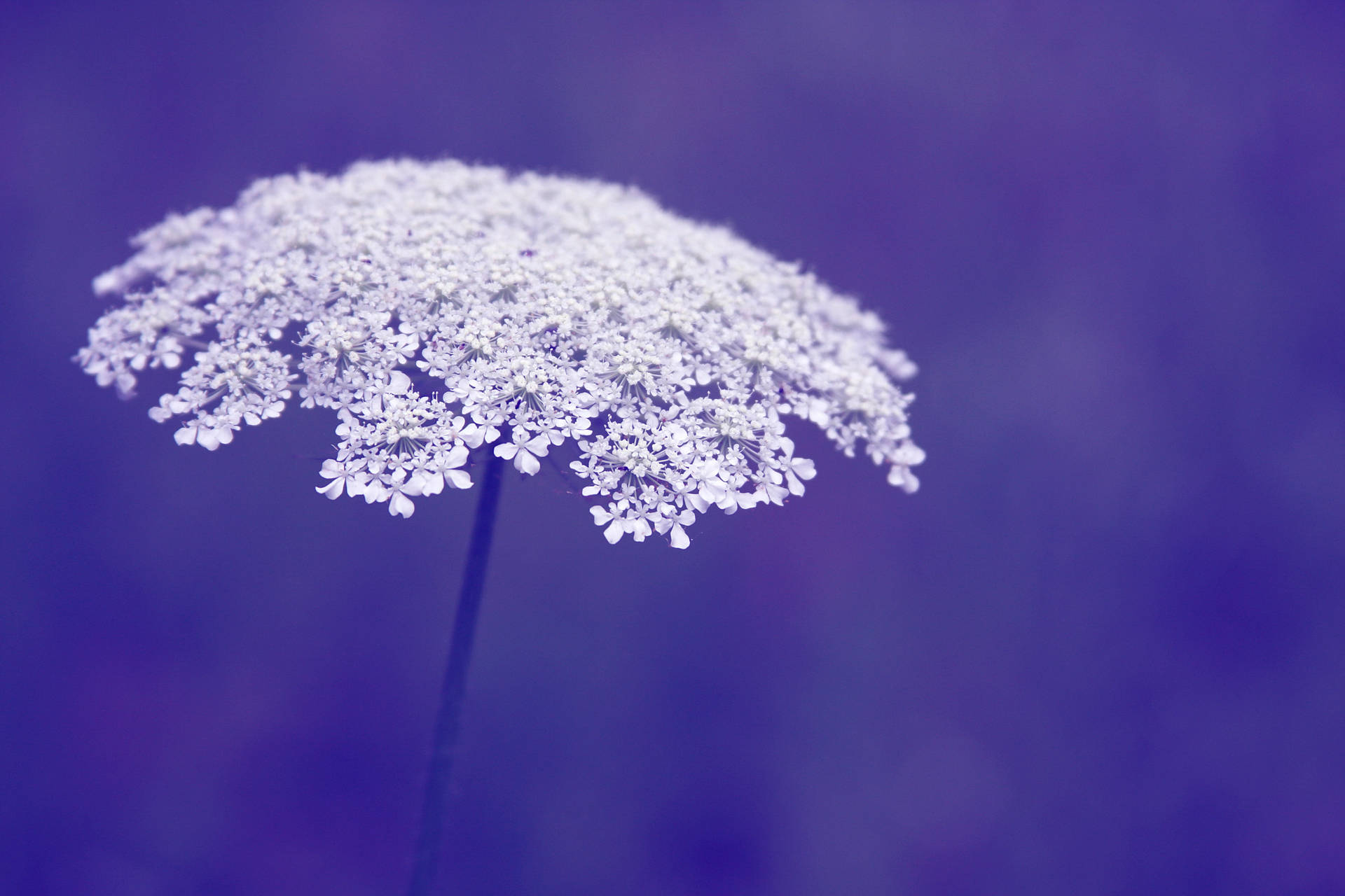 Periwinkle Queen Anne's Lace