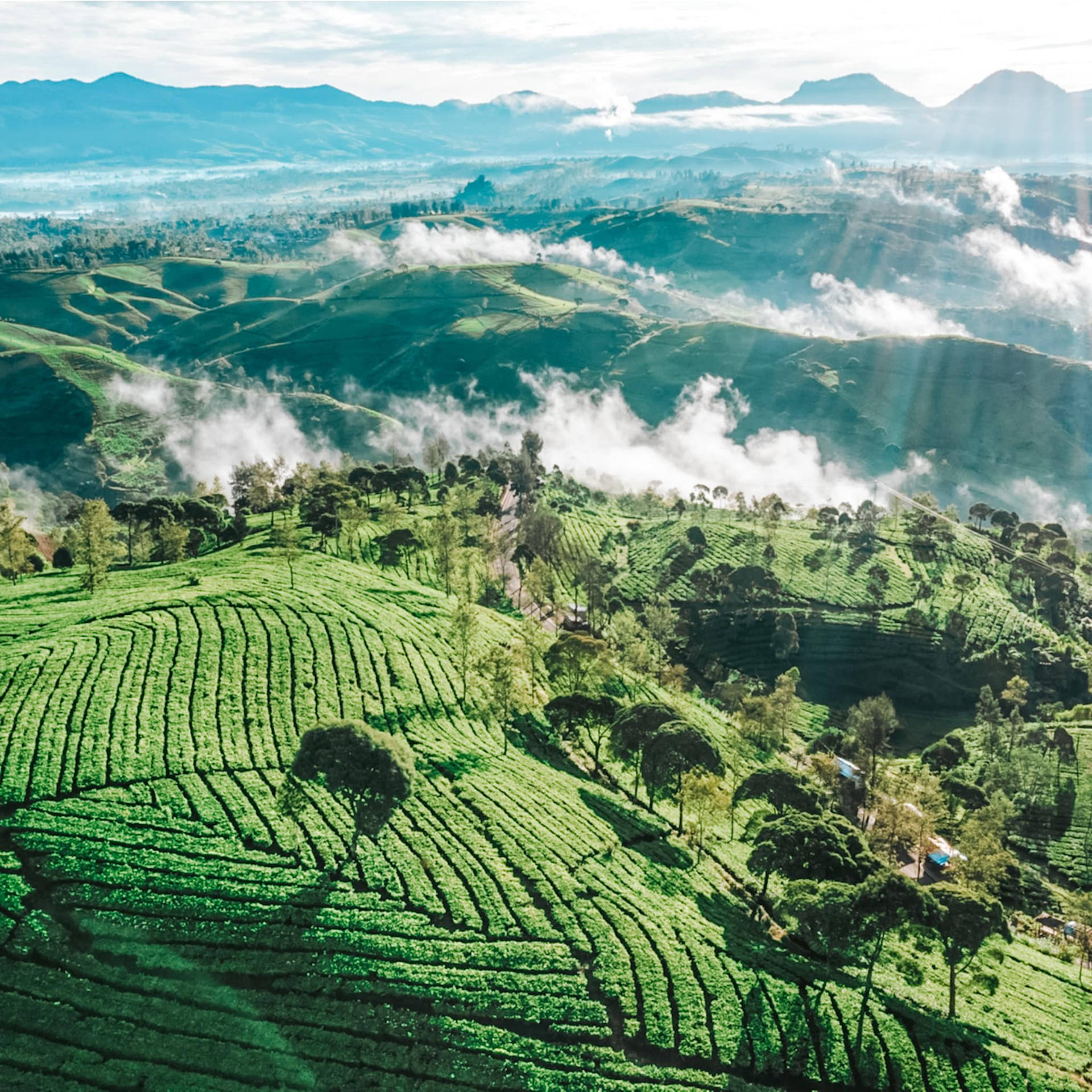 Perkebunan Teh Rancabali Bandung Background