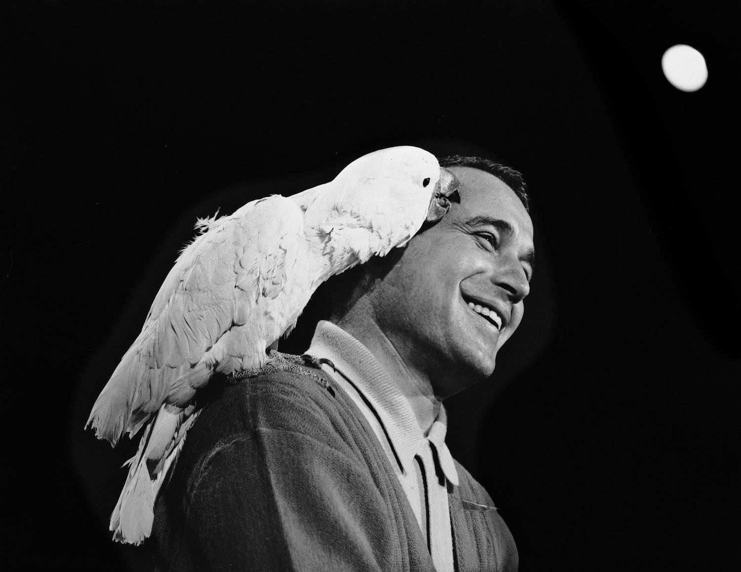 Perry Como And A Tanimbar Corella Background