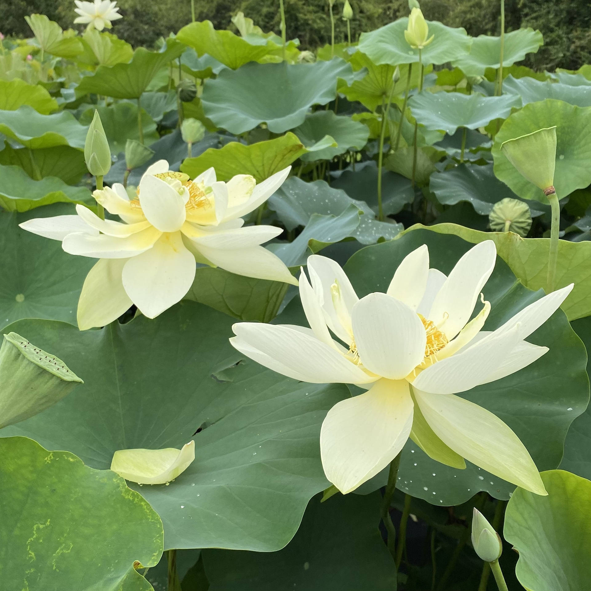 Perry's Giant Sunburst Lotus Flower Background