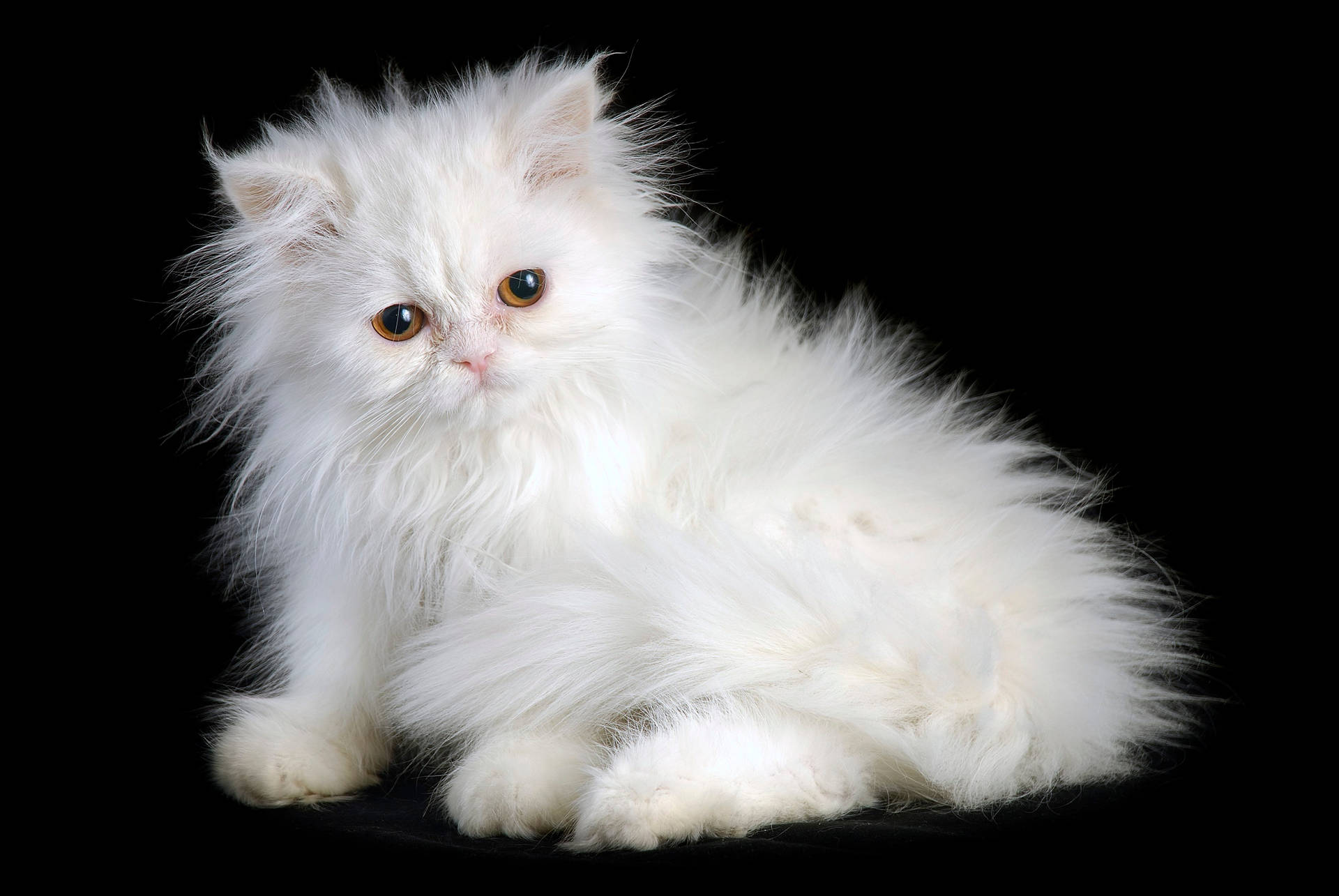 Persian Cat Breed