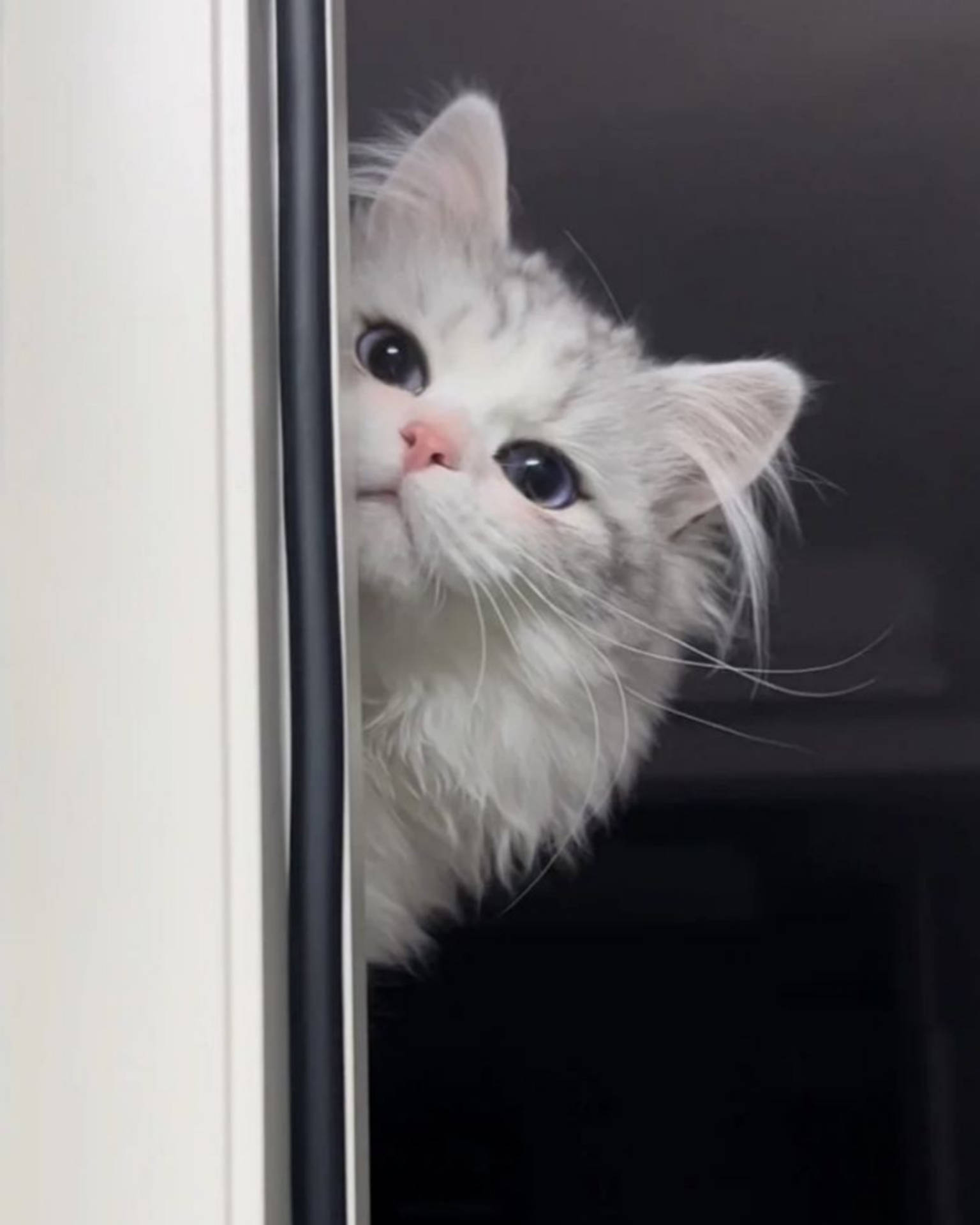 Persian Cute Cat Aesthetic Peeking Background