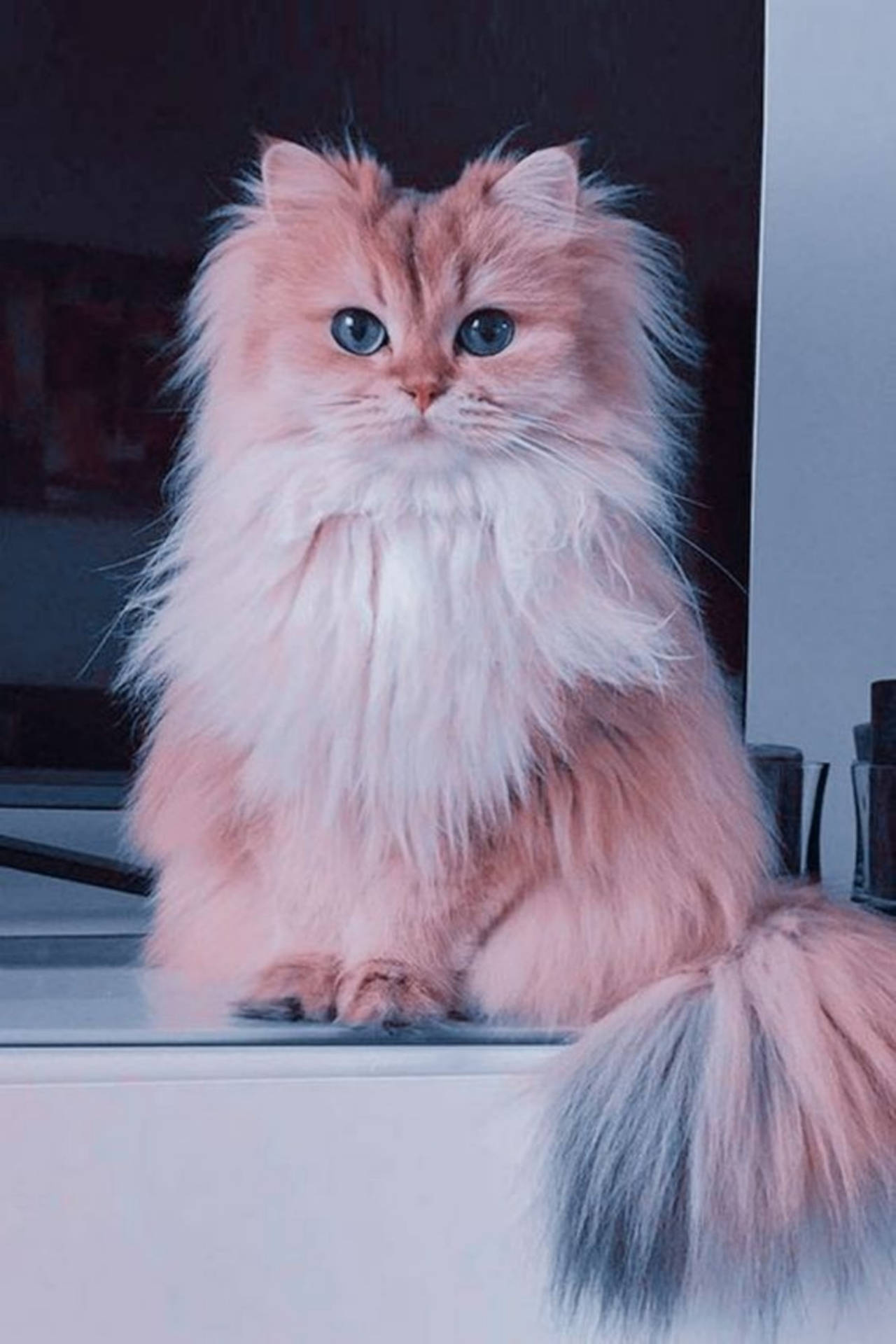 Persian Cute Cat Aesthetic Sitting And Staring Background
