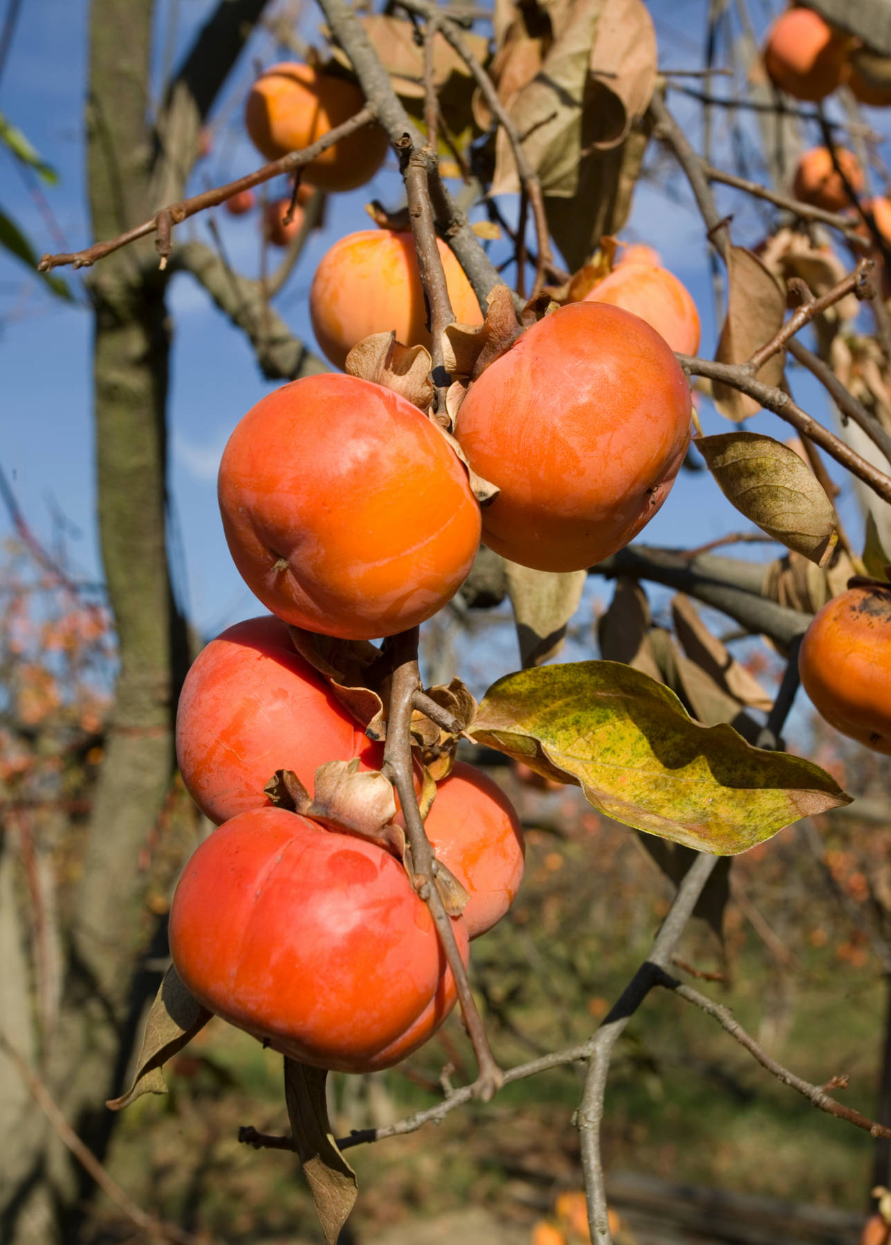 Persimmon Hanging On A Tree Background