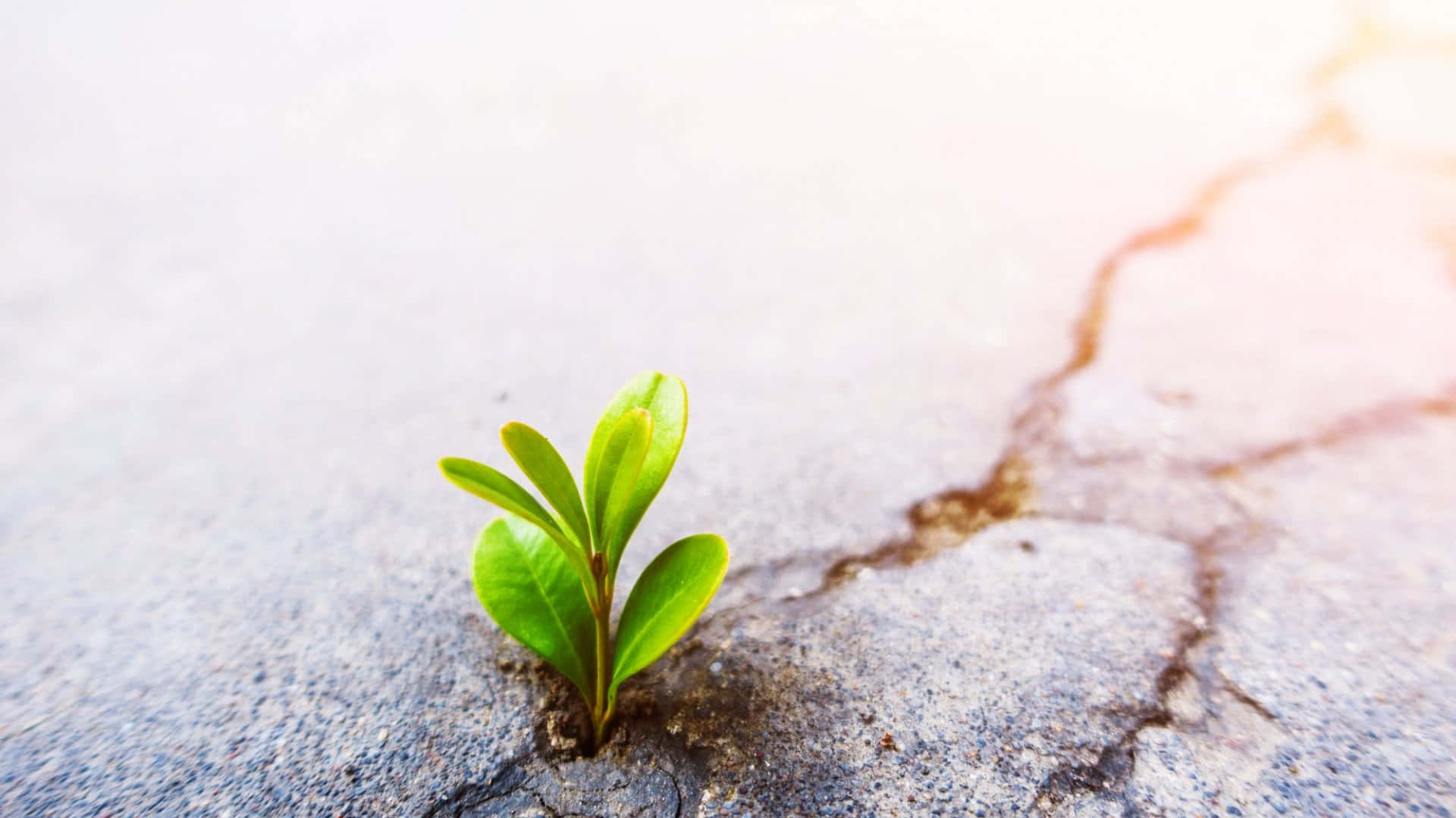 Persistent Plant Growing On Cement Road Background