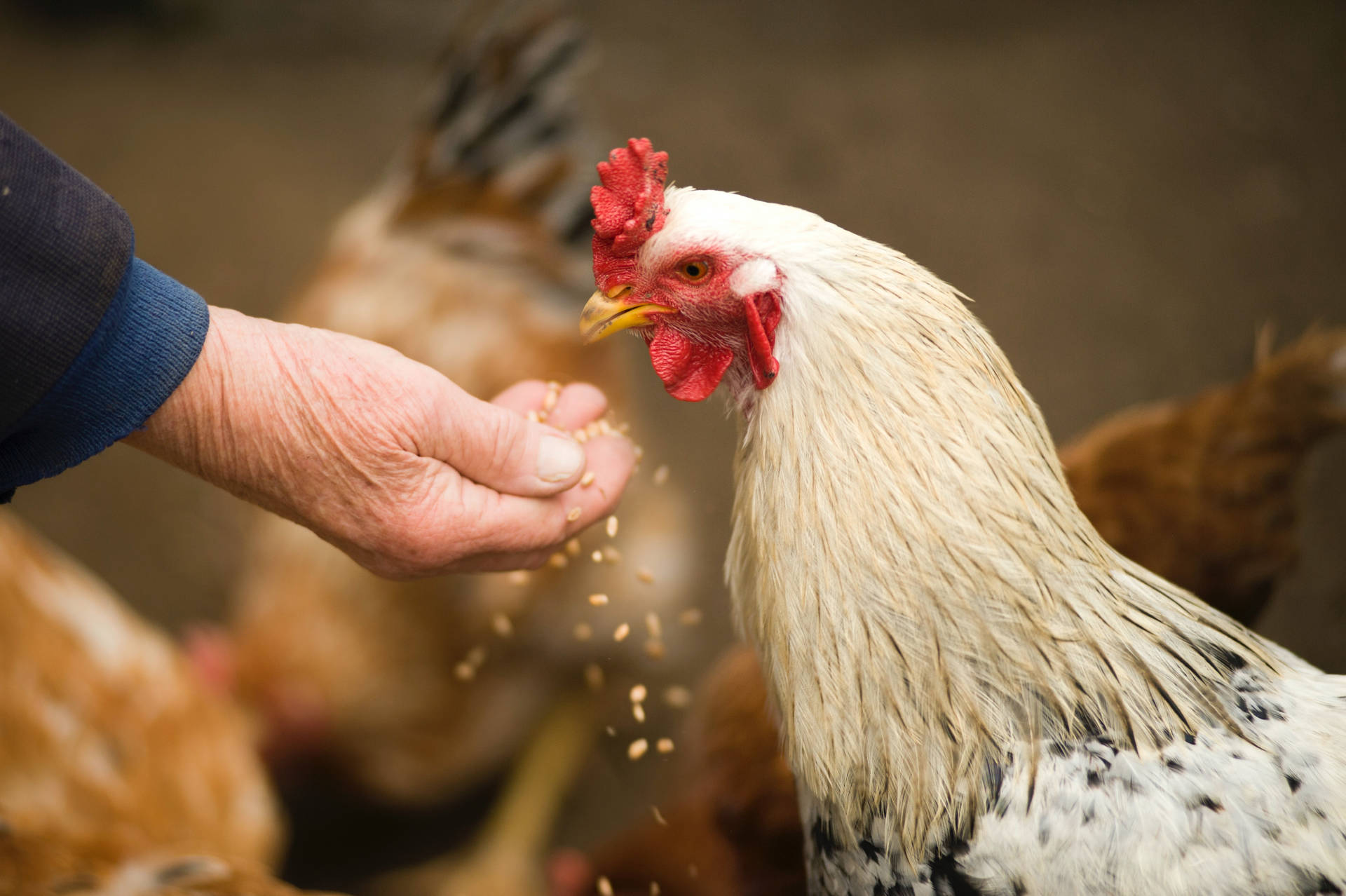 Person Feeding Hen Background