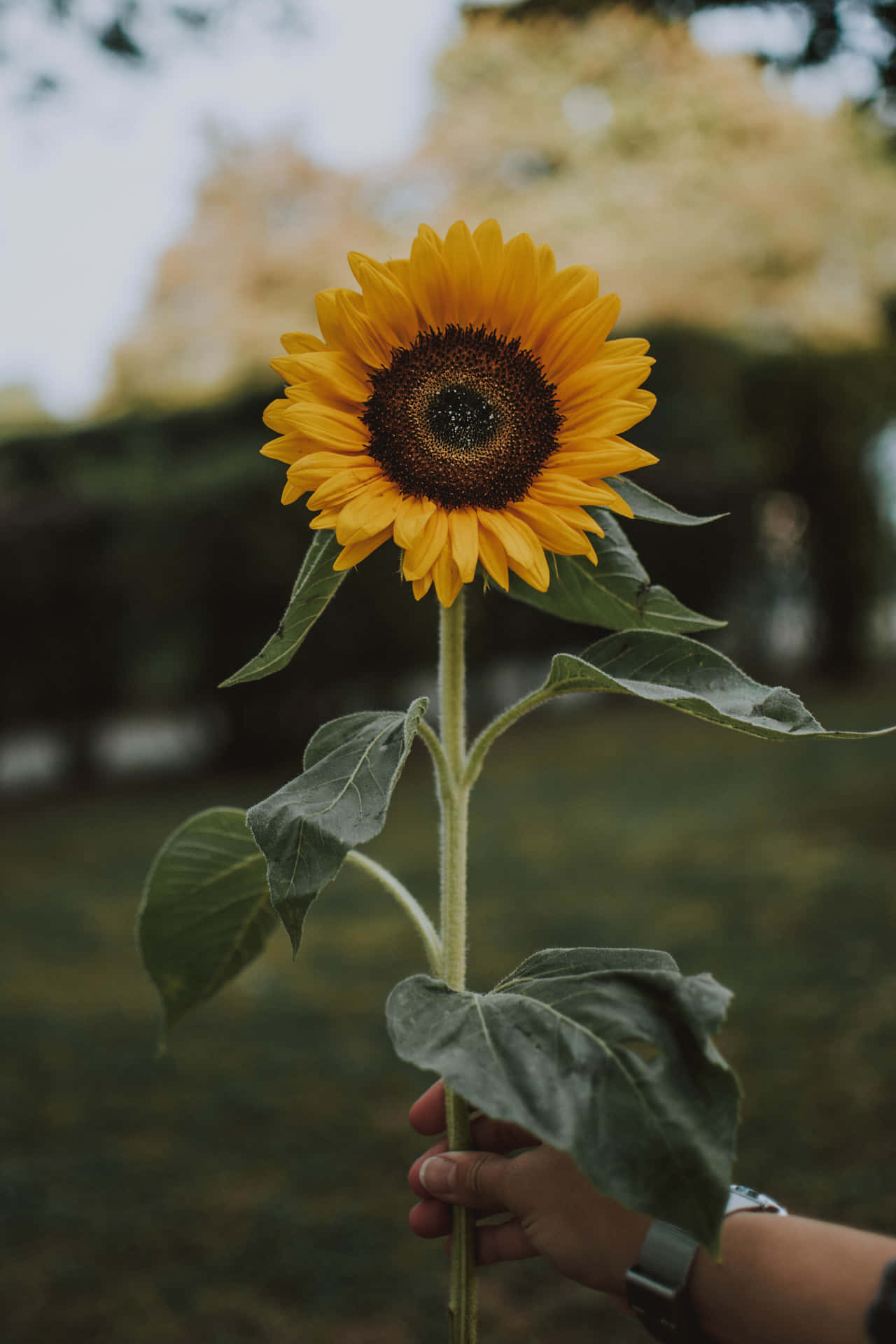 Person Holding A Sunflower Phone Background