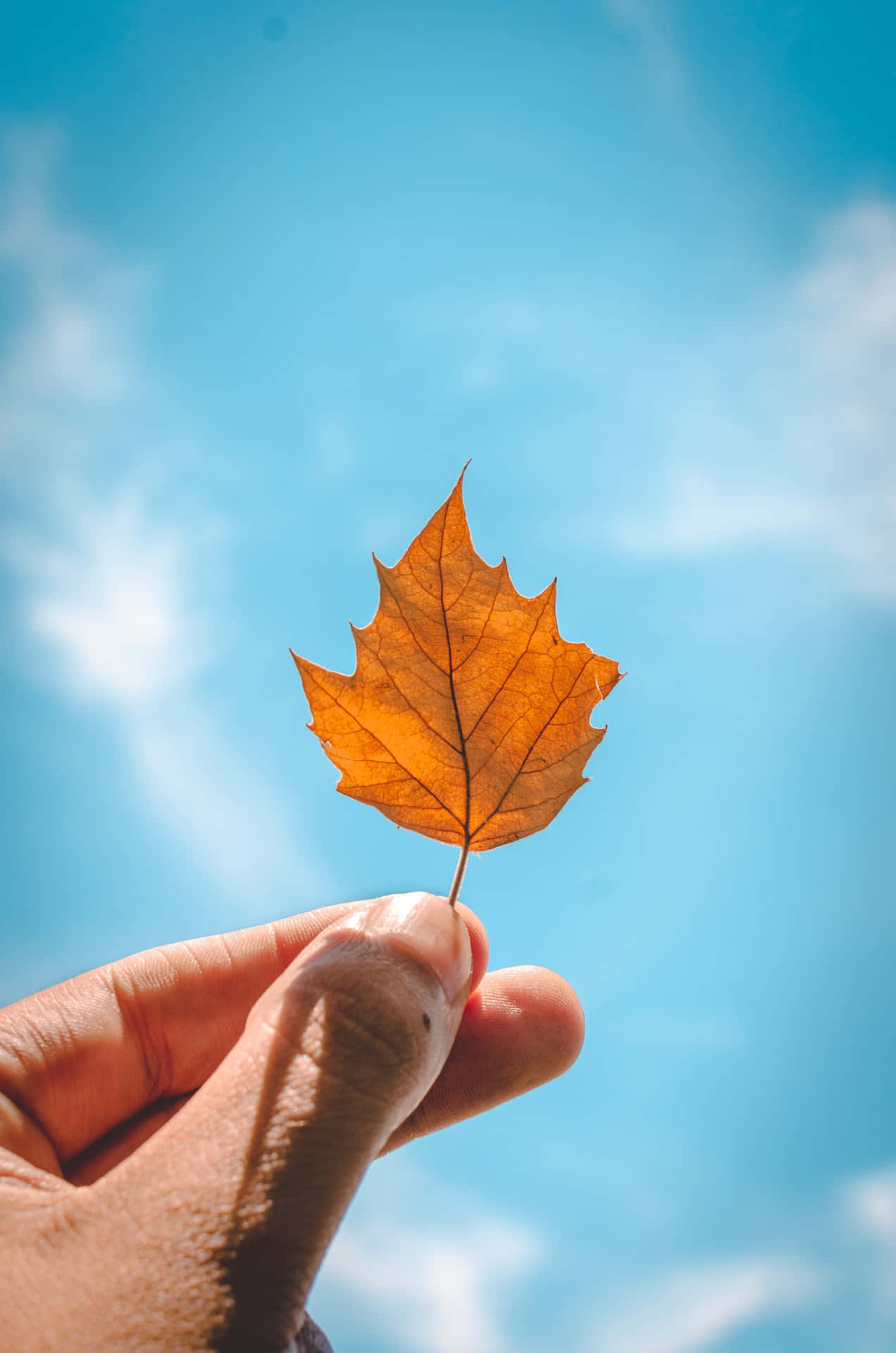 Person Holding Fall Leaves Iphone Background