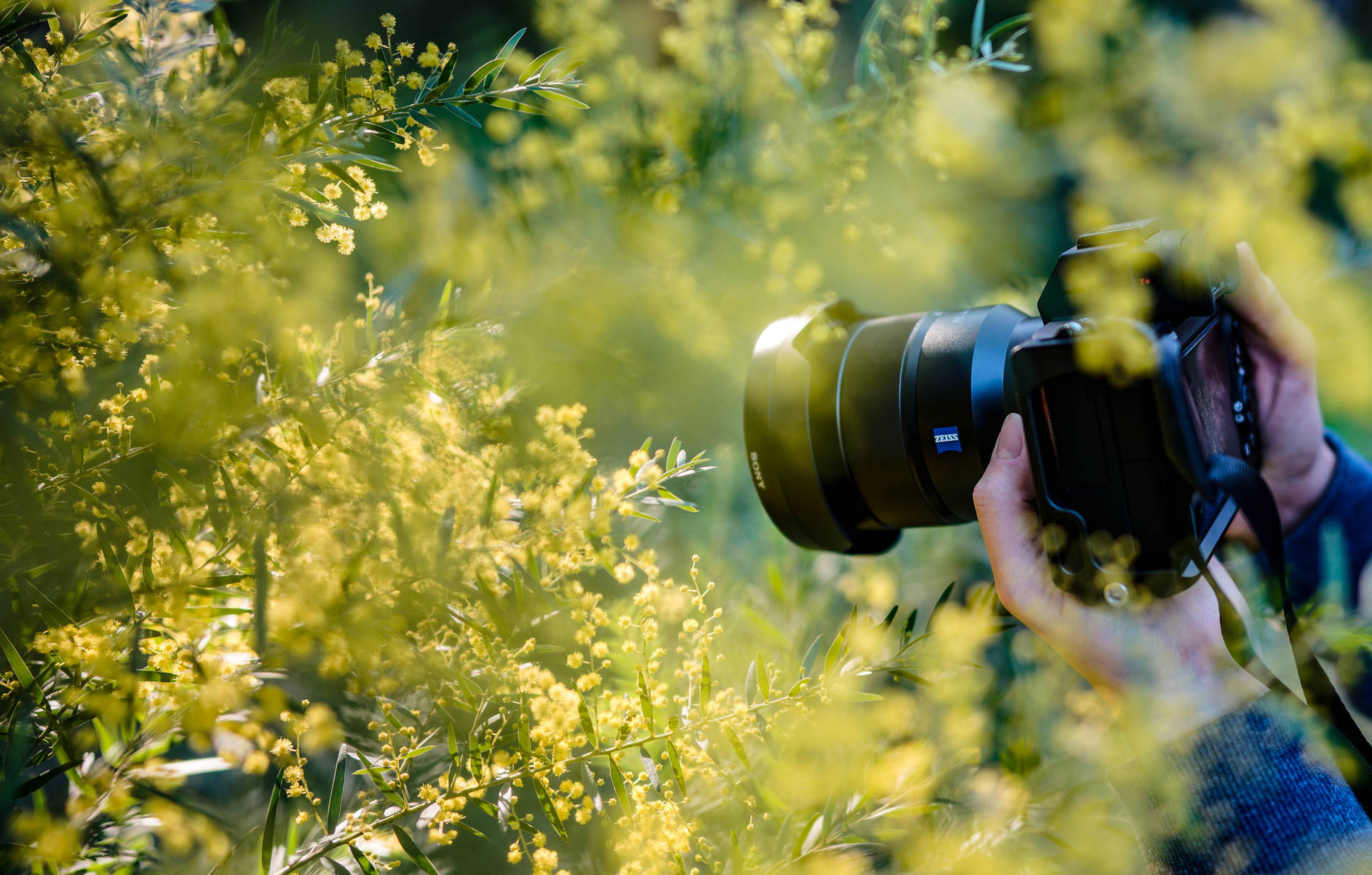 Person Taking Photography In Bushes Background
