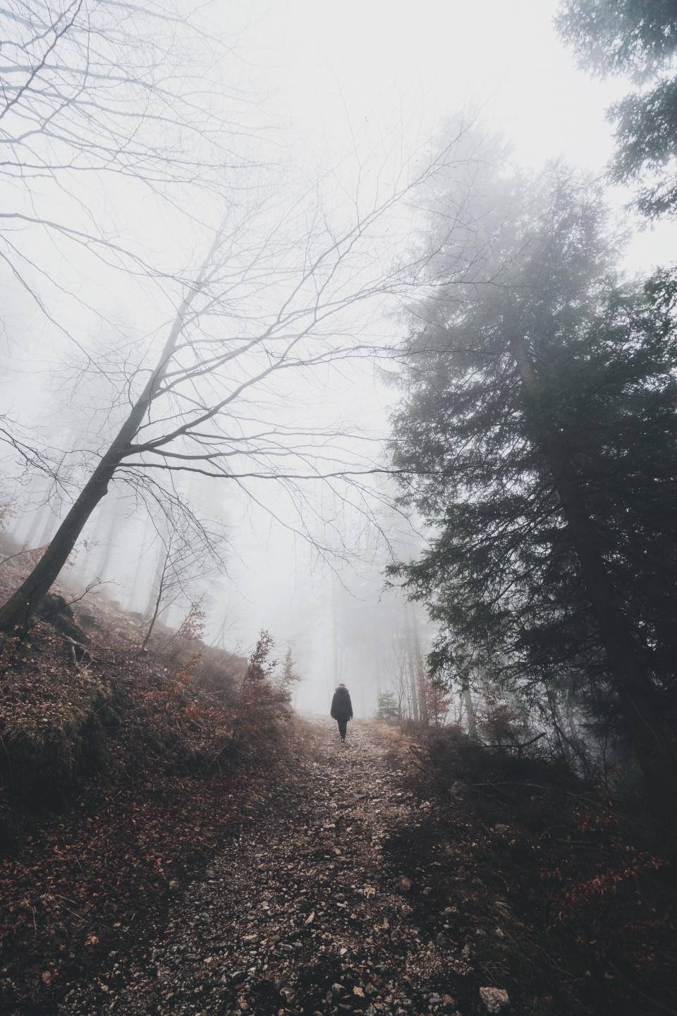 Person Walking Up Foggy Forest