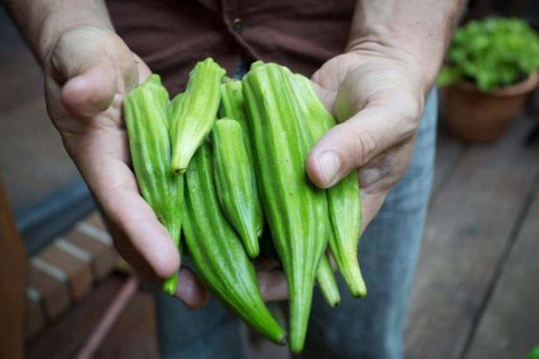 Person With Big Okra Vegetables Background