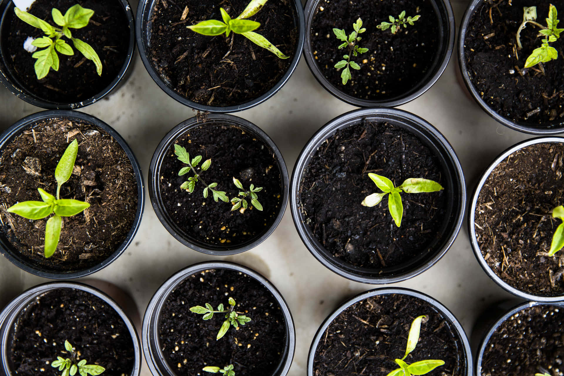 Personal Hobby Potted Plants Background