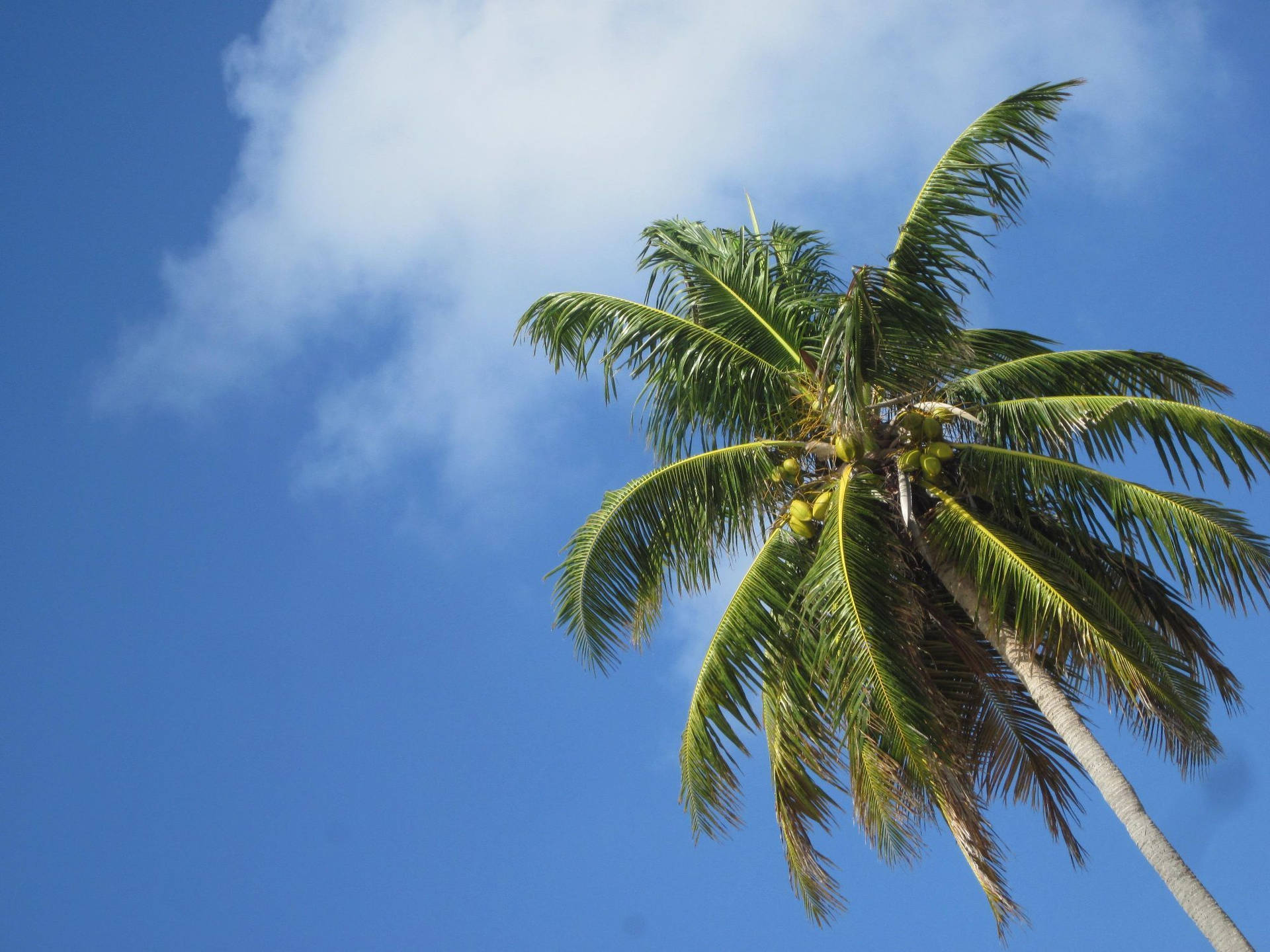 Perspective Photograph Of Coconut Tree Background