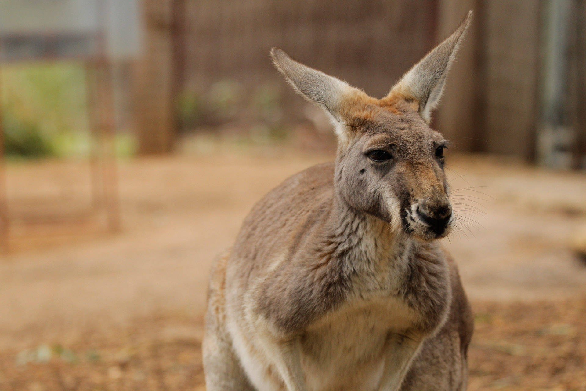 Perth Kangaroo At Zoo Background