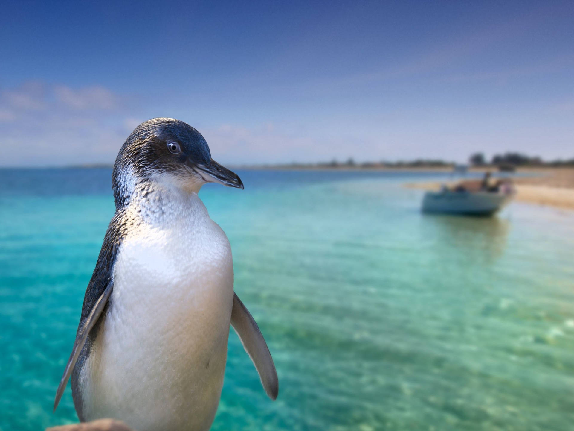 Perth Penguin Island Background