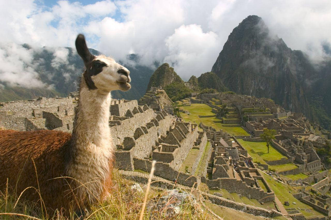 Peru Llama In Machupicchu Background