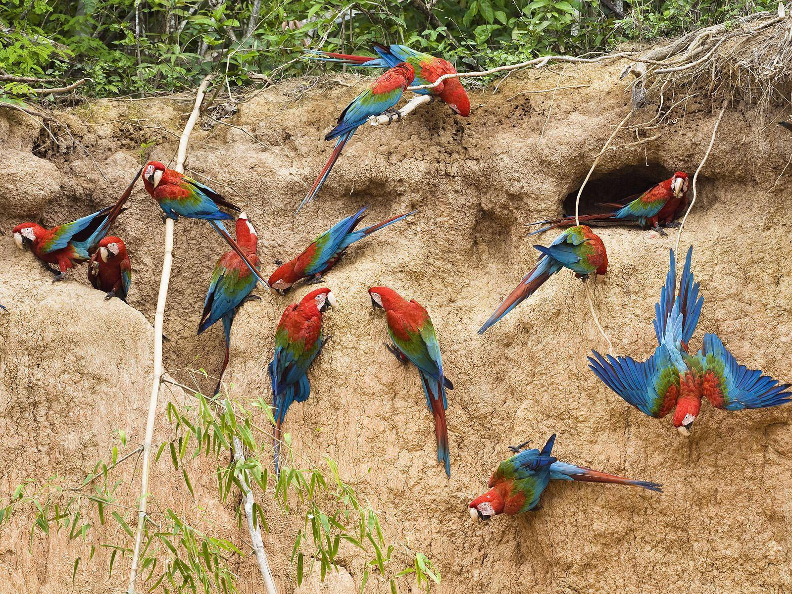 Peru Parrots Amazons Background