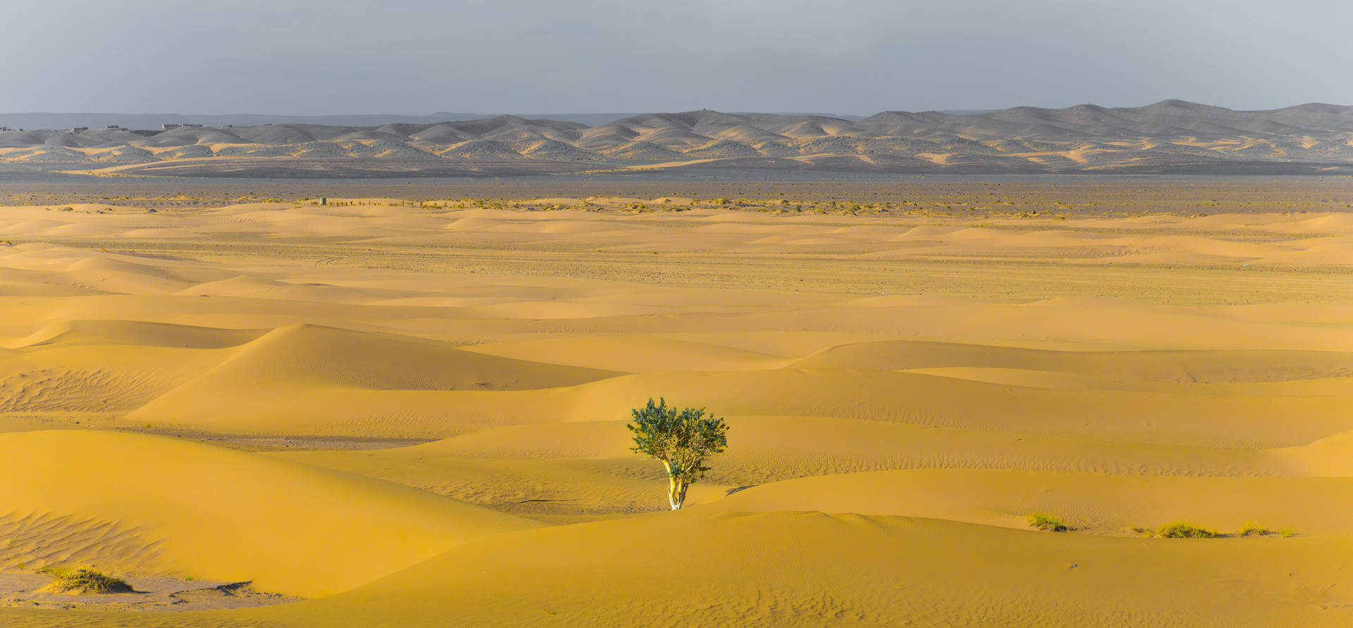 Pessimistic Desert Tree Background