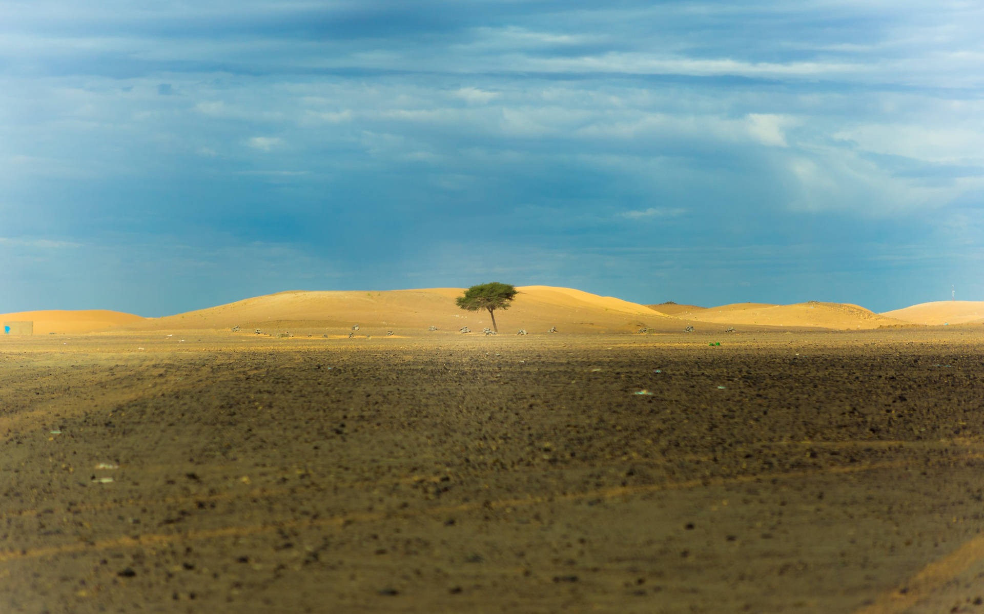 Pessimistic Lone Tree Background