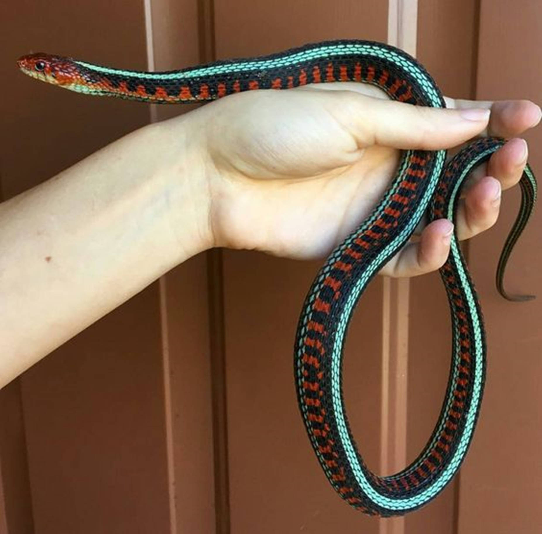 Pet California Red-sided Garter Snake