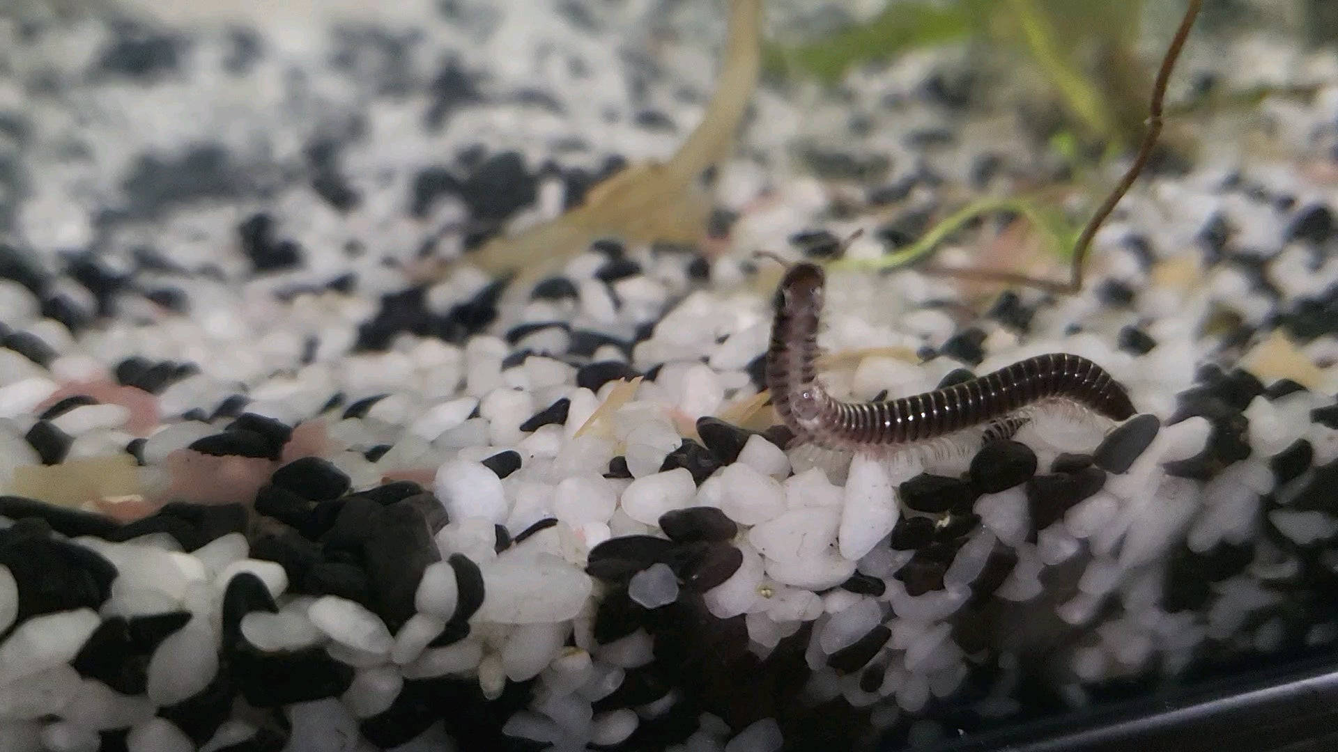 Pet Millipede In An Aquarium