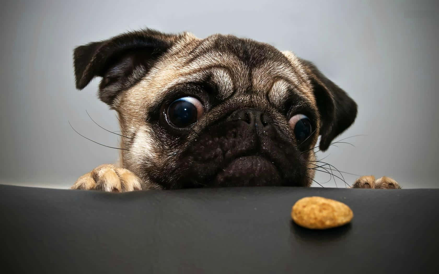 Pet Pug Dog Wants To Eat Background