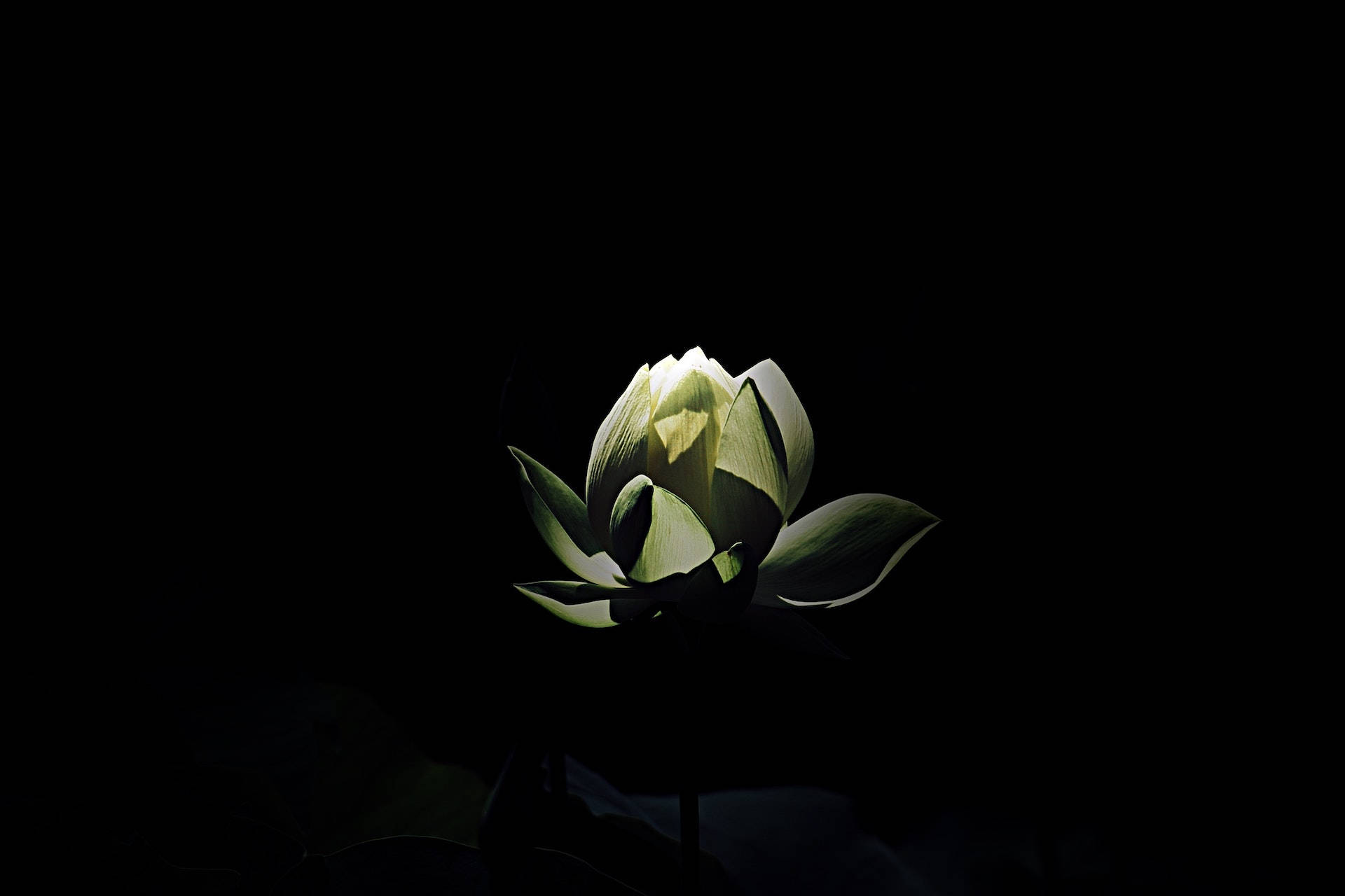 Petaled Flower On Black Pc Background