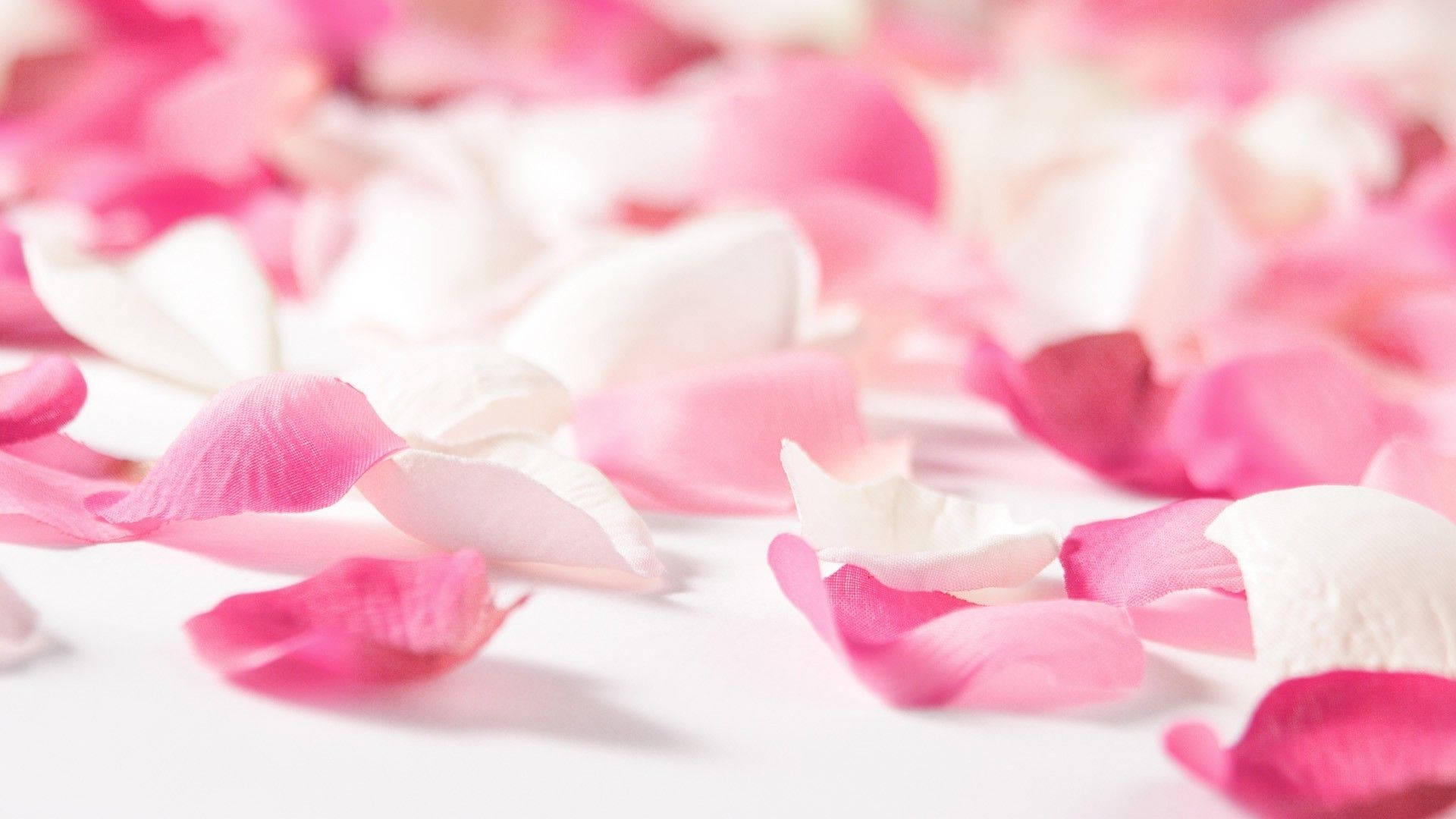 Petals Of Pink Flowers Background