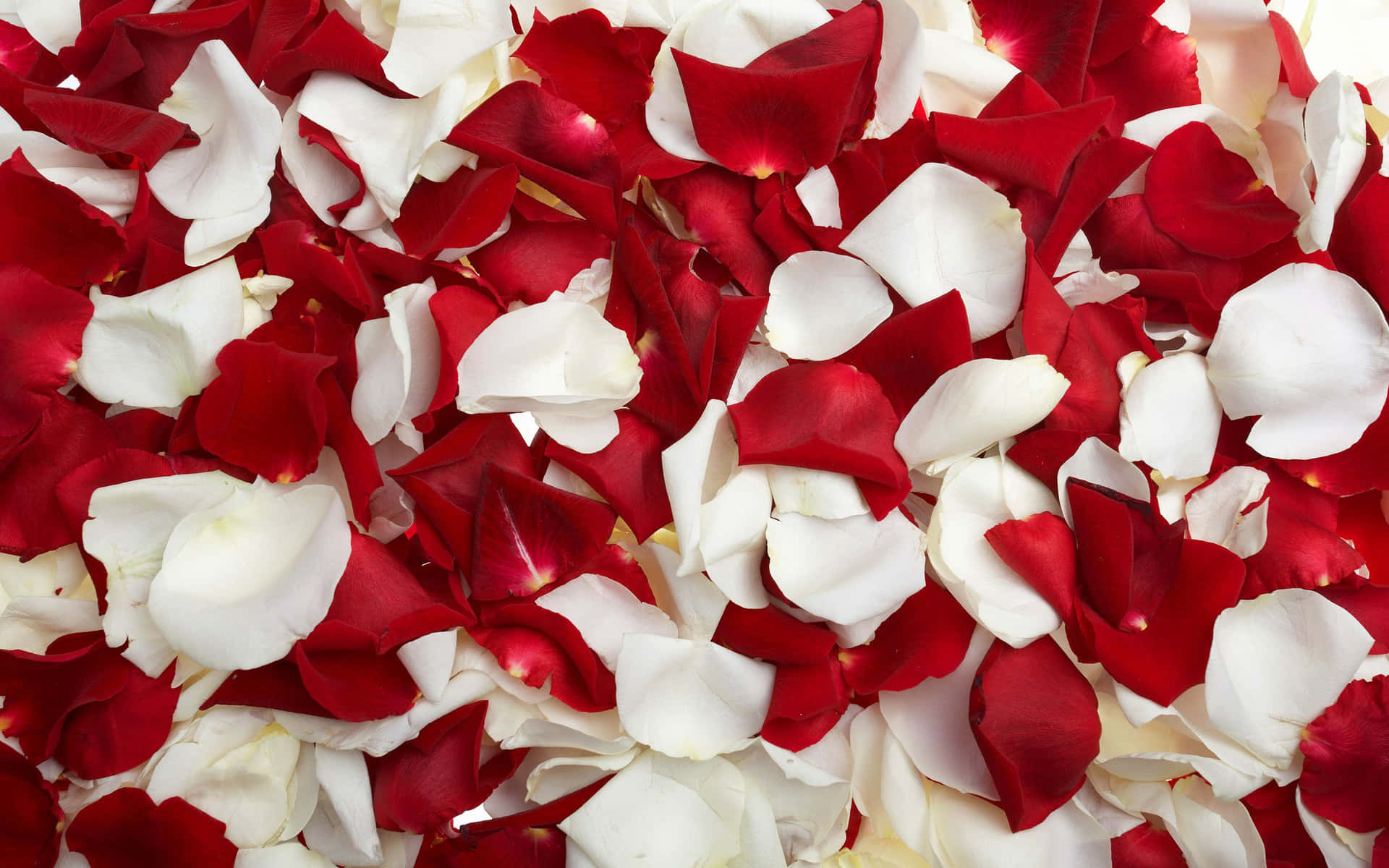 Petals Of Red And White Roses Background