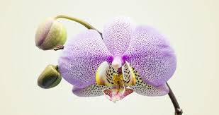 Phalaenopsis Orchid Variety Background