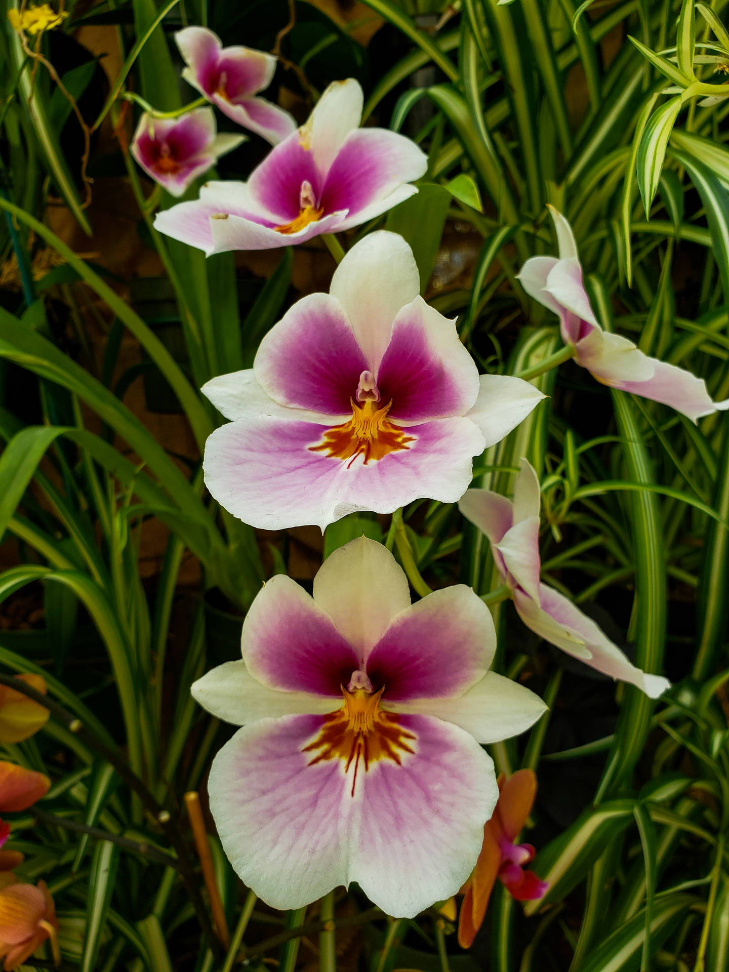 Phalaenopsis Orchids Background
