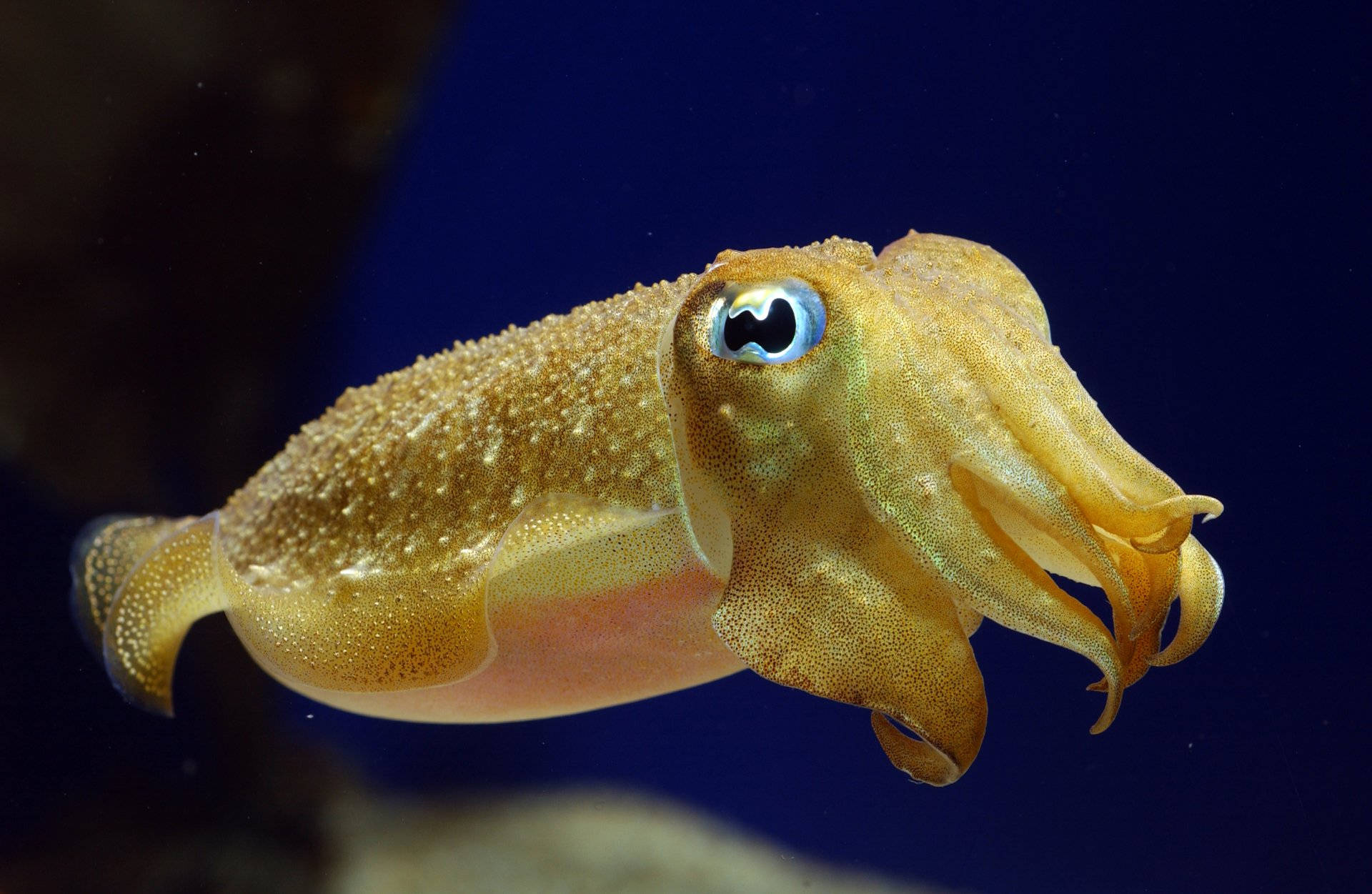 Pharaoh Cuttlefish In The Ocean