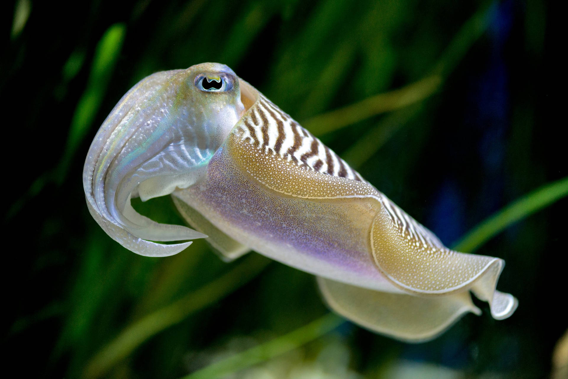 Pharaoh Cuttlefish Swimming In Calm Waters