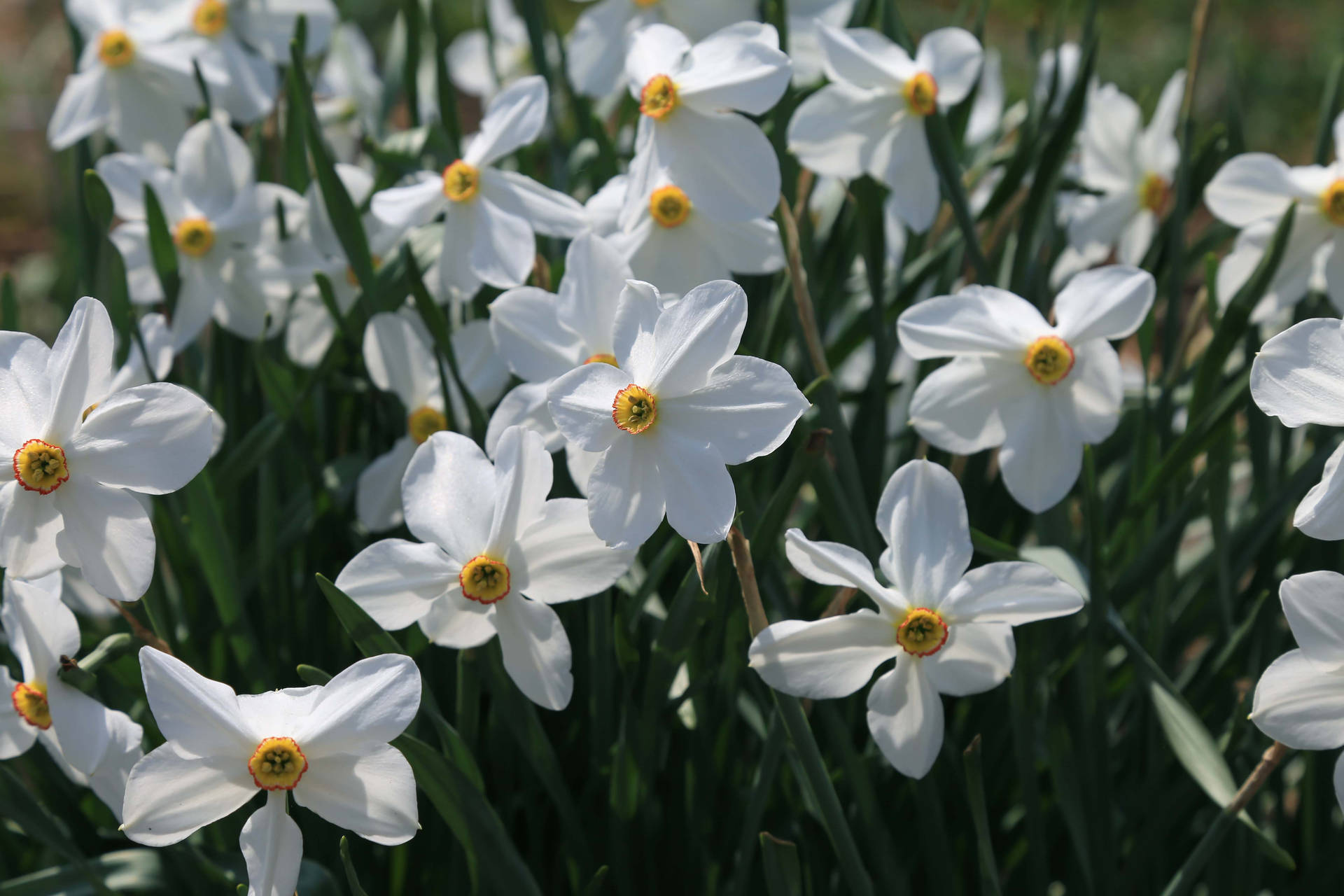 Pheasant Eye Narcissus Flowers Background