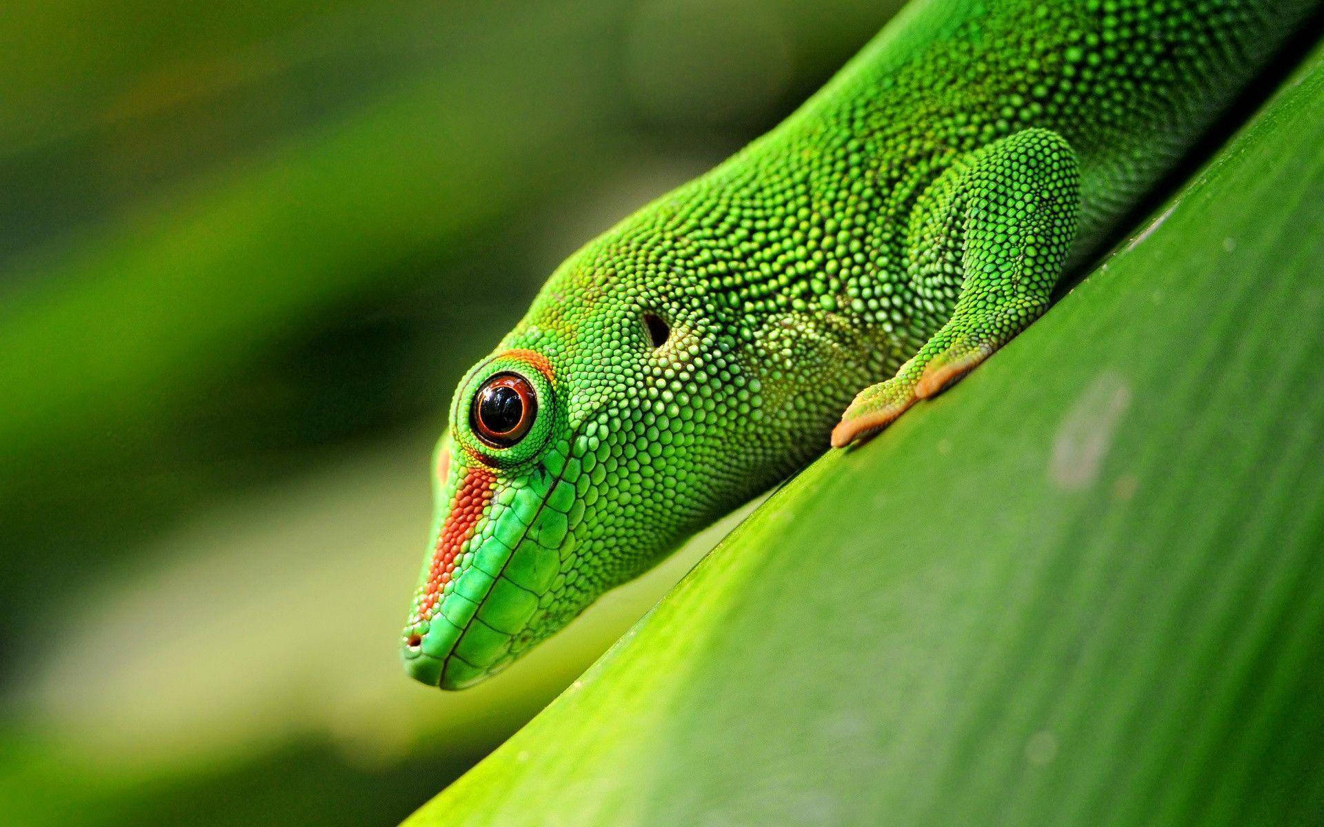 Phelsuma Grandis Green Gecko Background
