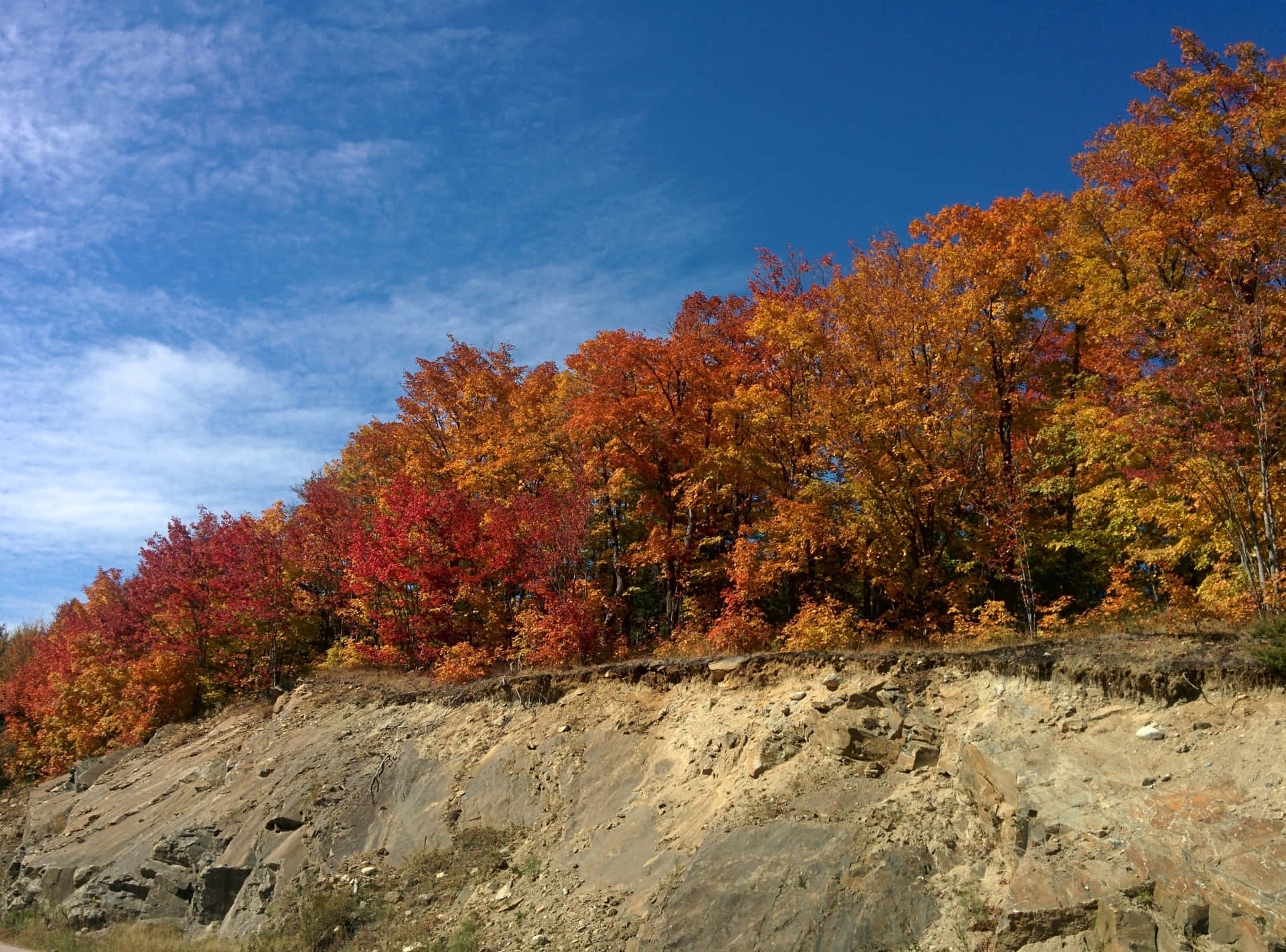Phenomenal Autumn Forest Background