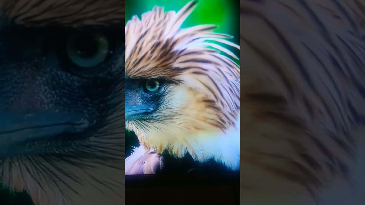 Philippine Eagle Close Up Triptych Background