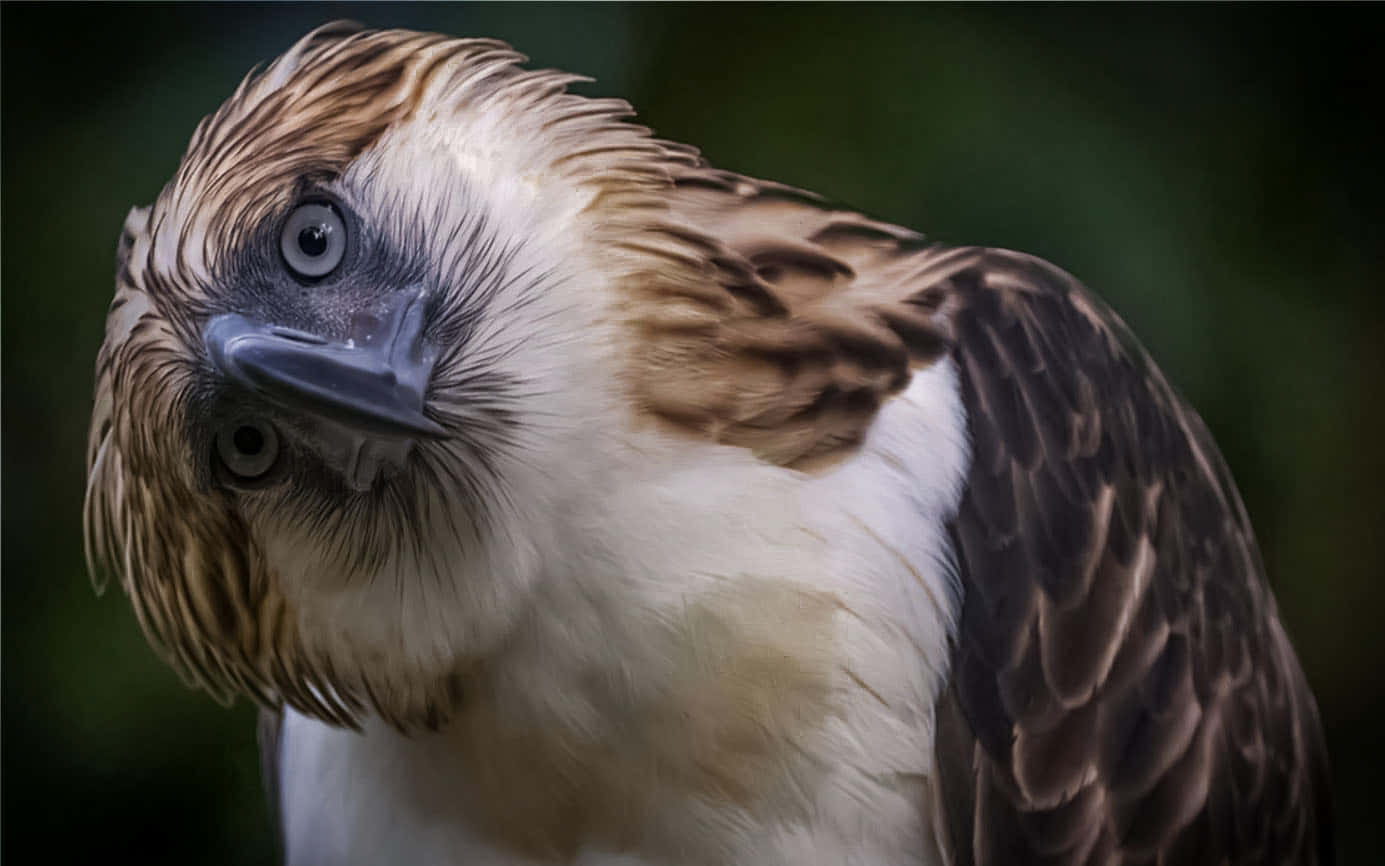 Philippine Eagle Portrait Background