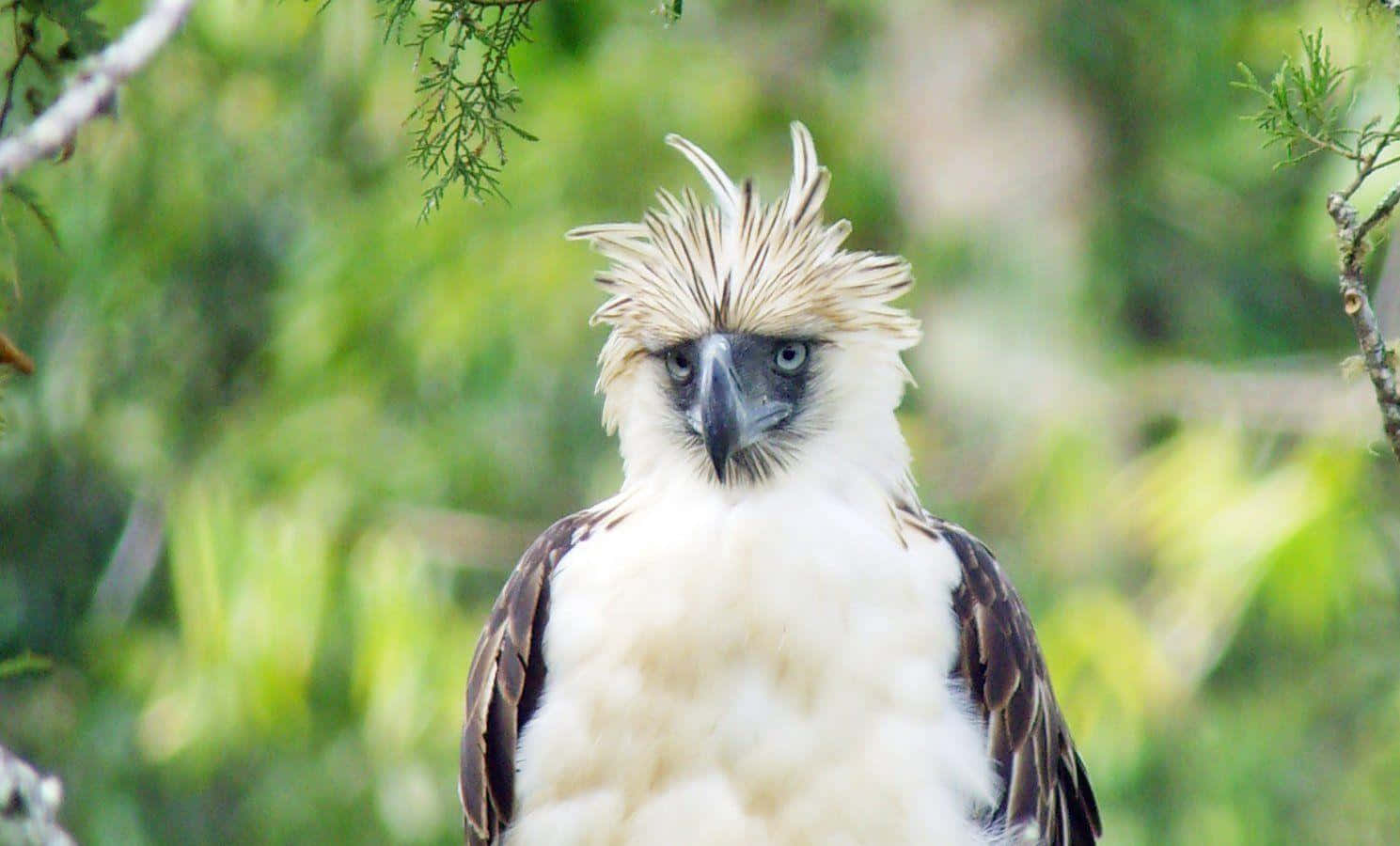 Philippine Eagle Portrait Background