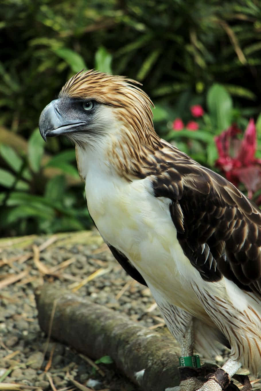 Philippine Eagle Portrait Background