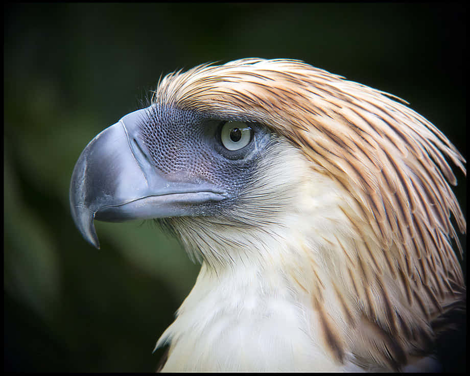 Philippine Eagle Portrait Background