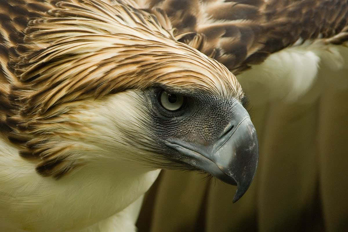 Philippine Eagle Portrait Background