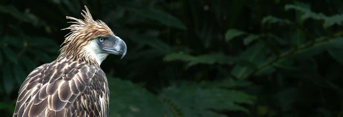 Philippine Eagle Profile Against Green Foliage Background