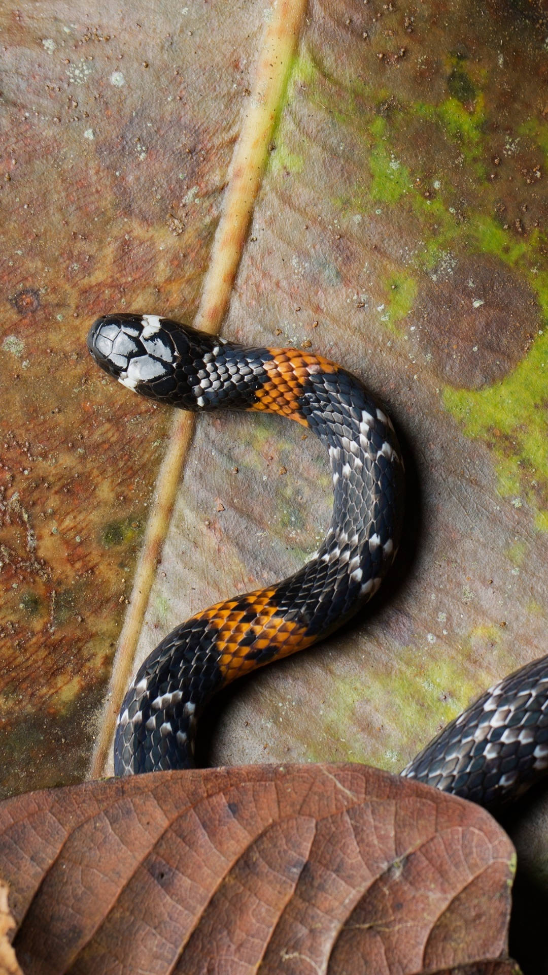 Philippine False Coral Snake On Dried Banana Leaf Background