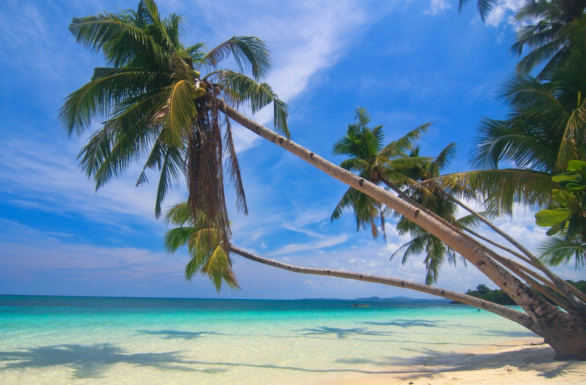 Philippines Palm Tree On The Beach