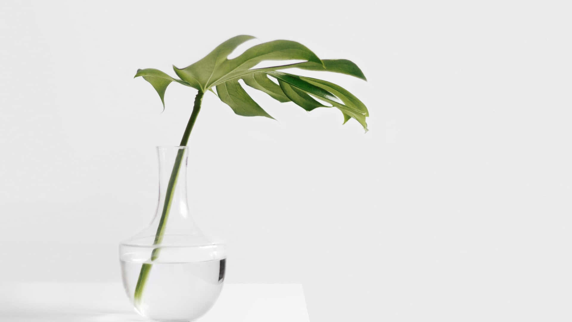 Philodendron Monstera Minimalist Plant Desktop Background