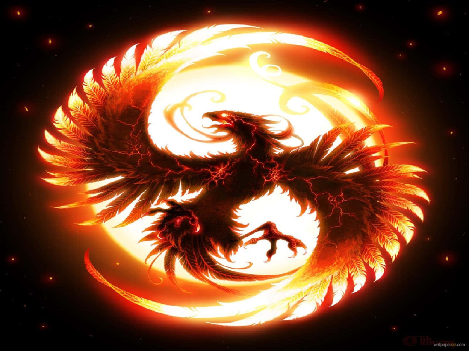 Phoenix Dragon Yin Yang Fire Pfp Background