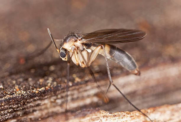 Phorid Fly