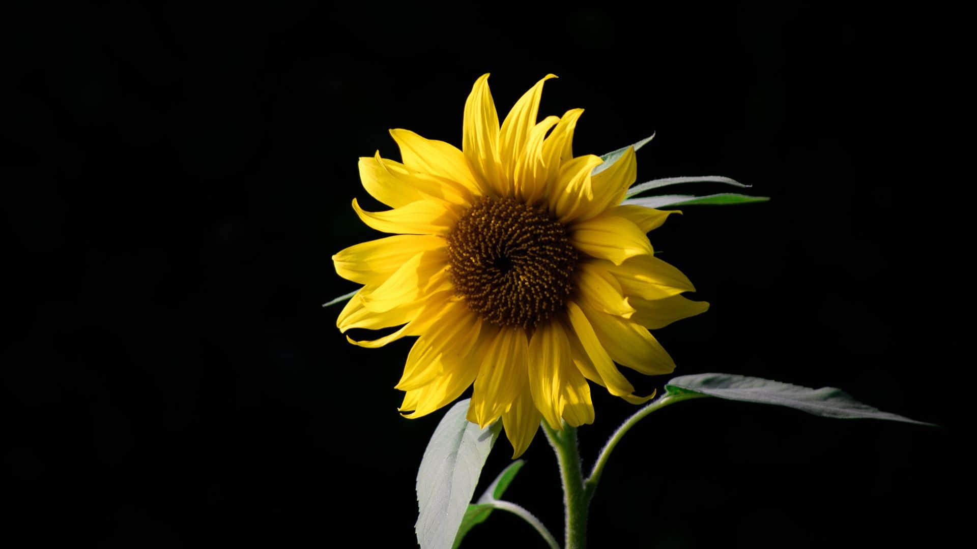 Photo A Dark And Mysterious Sunflower Background