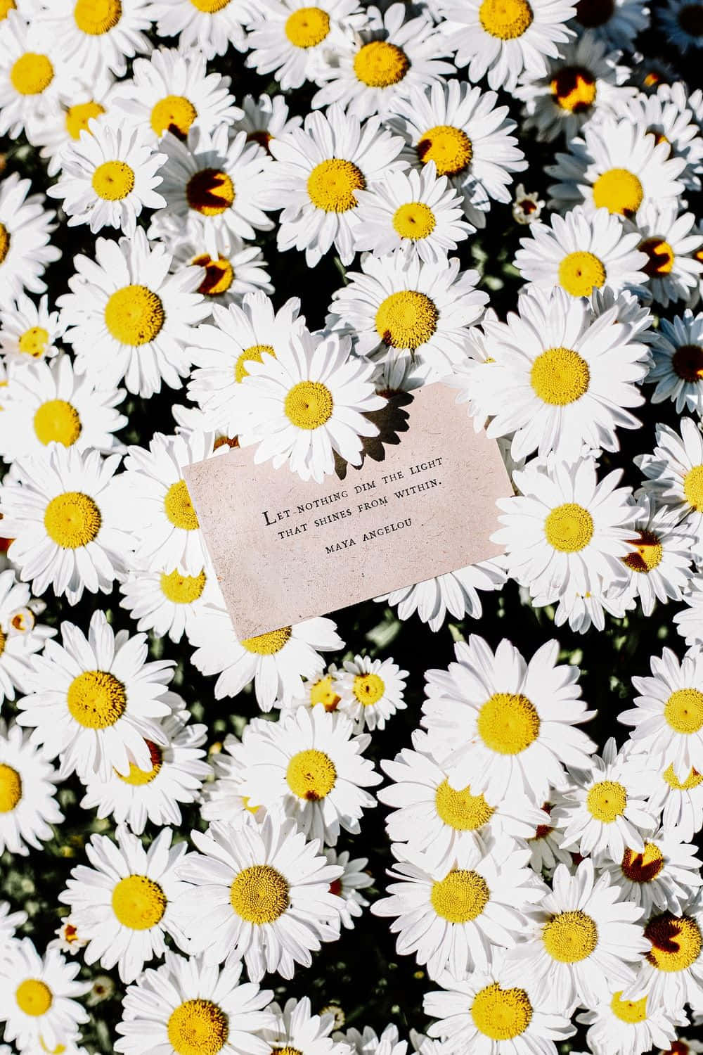 Photo Daisy - Aesthetic Beauty Background